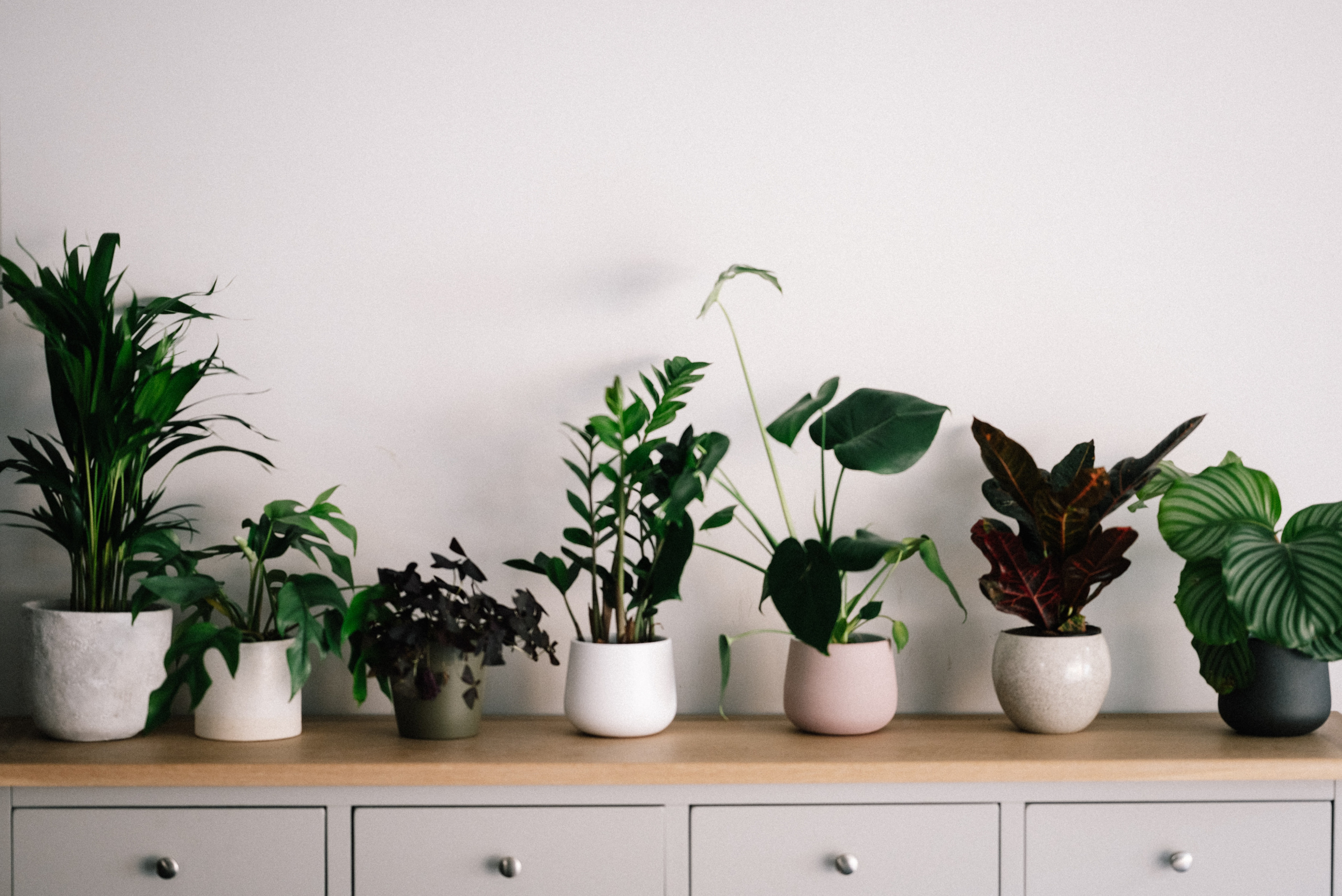 Indoor Plants