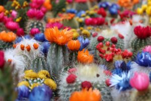 Colourful Cacti in Bloom