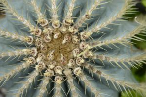 Cactus Spines Cover The Top Of The Plant