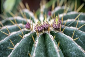 Delicate Purple Cactus Buds