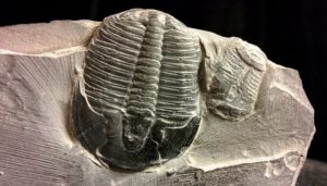 A Trilobite Fossil Embedded In Rock