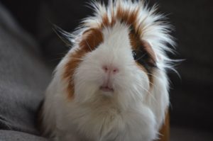 guinea pig