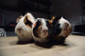 guinea pigs