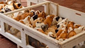 a farm of guinea pigs