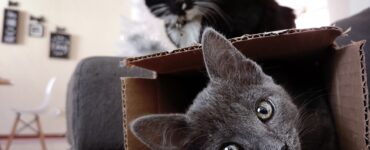 grey cat in the box