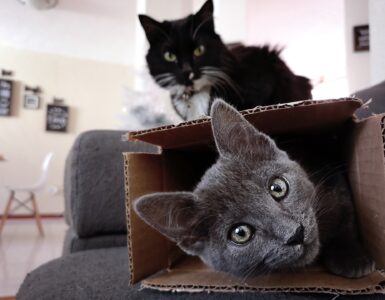 grey cat in the box