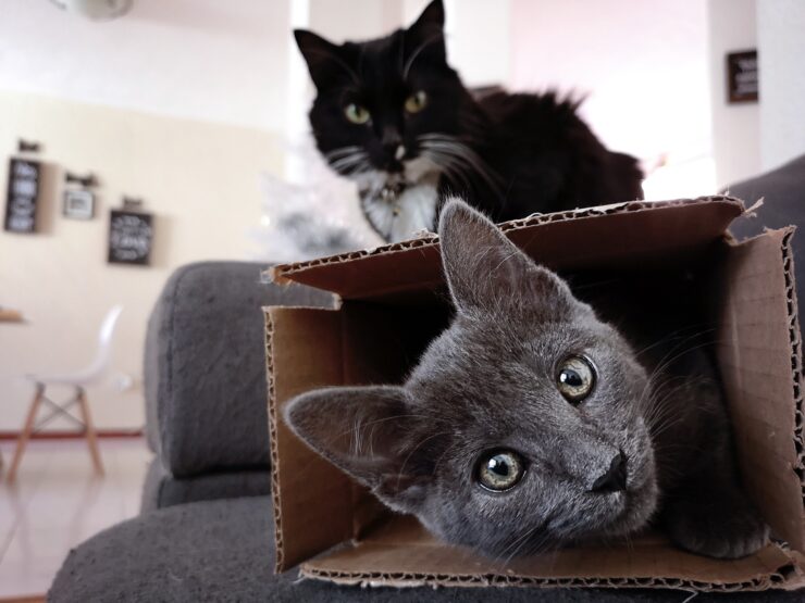 grey cat in the box