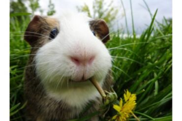 6 Reasons Why Guinea Pigs Are The Perfect Pets